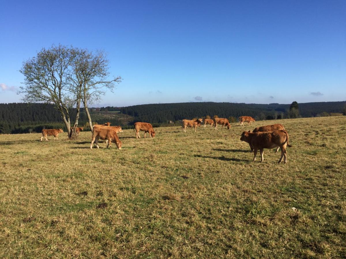 Chalet De Charme, Le "Caribou Lodge", Eifel Belge Bullange Bagian luar foto